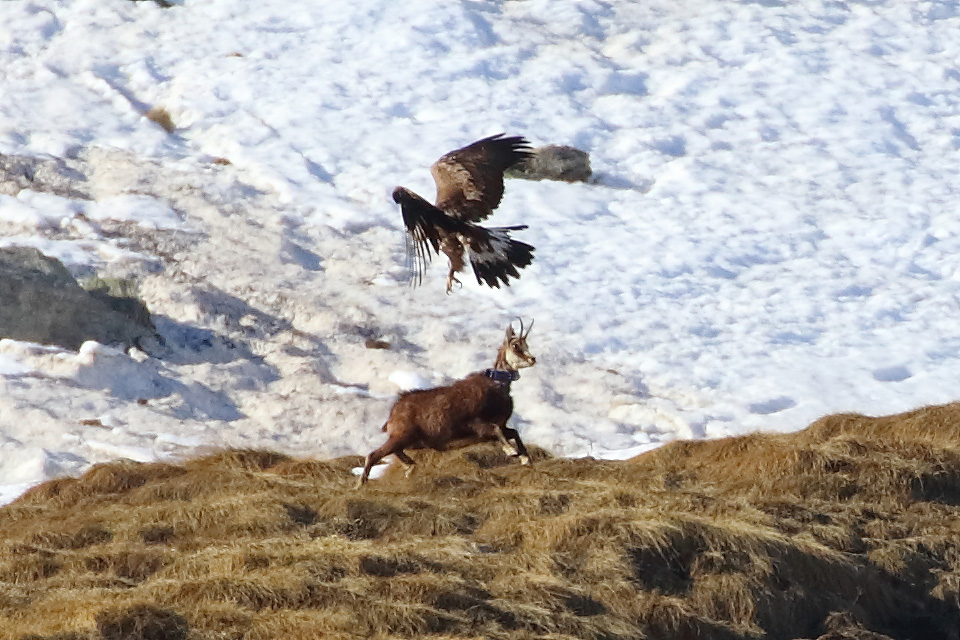 Aquila vs camoscio (documento)